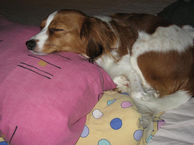IMG_1039.jpg - Joo....ZZZzzz....